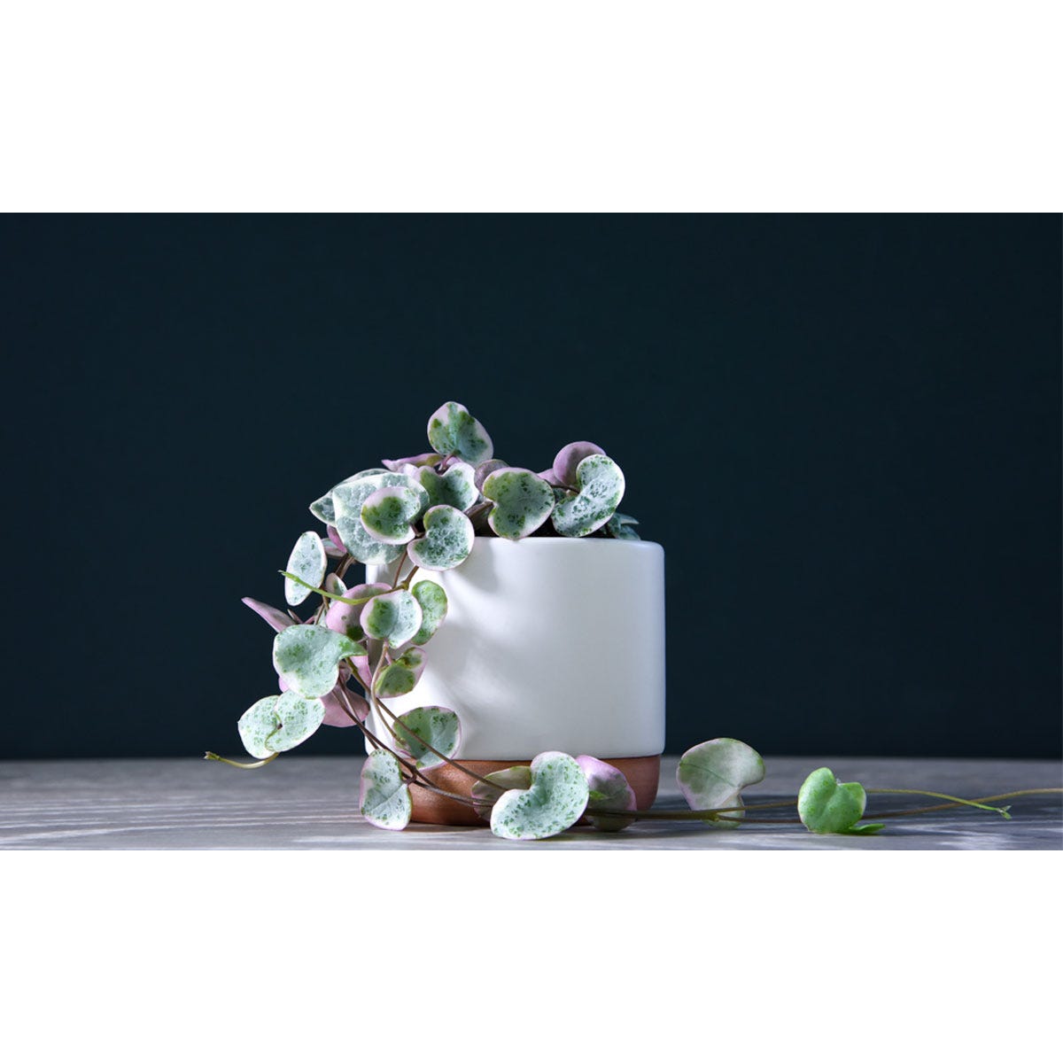 Three variegated String of Hearts plants in a white ceramic pot with a terracotta base, featuring heart-shaped leaves in shades of green and purple, cascading elegantly.