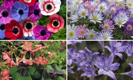 Colorful mix of summer bulbs featuring vibrant pink, purple, and white flowers, including anemones, daisies, and bellflowers, arranged in a grid layout.