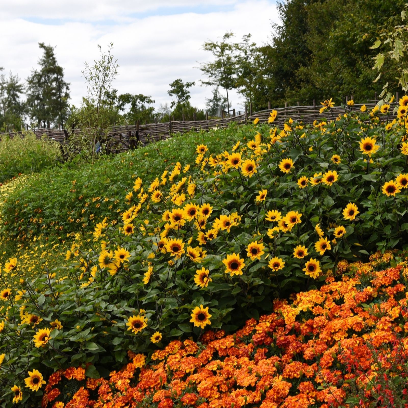 Vibrant yellow sunflowers with brown centers bloom amidst lush green foliage, complemented by a backdrop of orange flowers in a sunny garden setting.