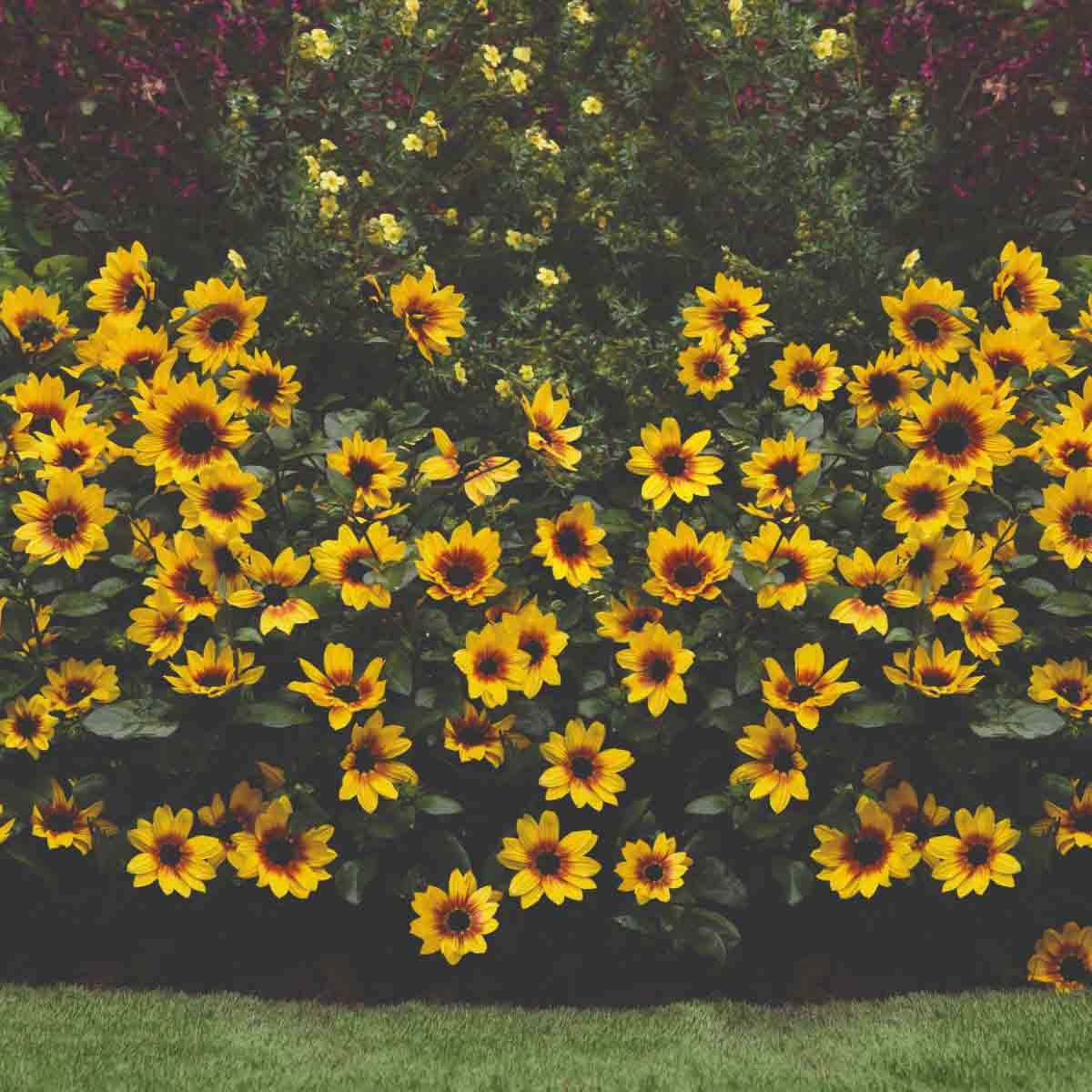 Bright yellow sunflowers with dark brown centers, lush green leaves, arranged in a vibrant display, showcasing the Thompson & Morgan Helianthus Sunbelievable variety in a garden setting.