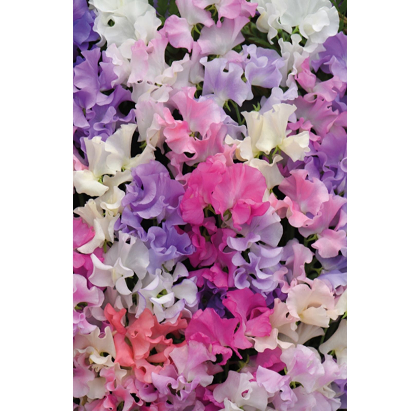 Vibrant mix of sweet pea flowers in shades of pink, purple, white, and cream, showcasing delicate petals and lush greenery in a dense arrangement.
