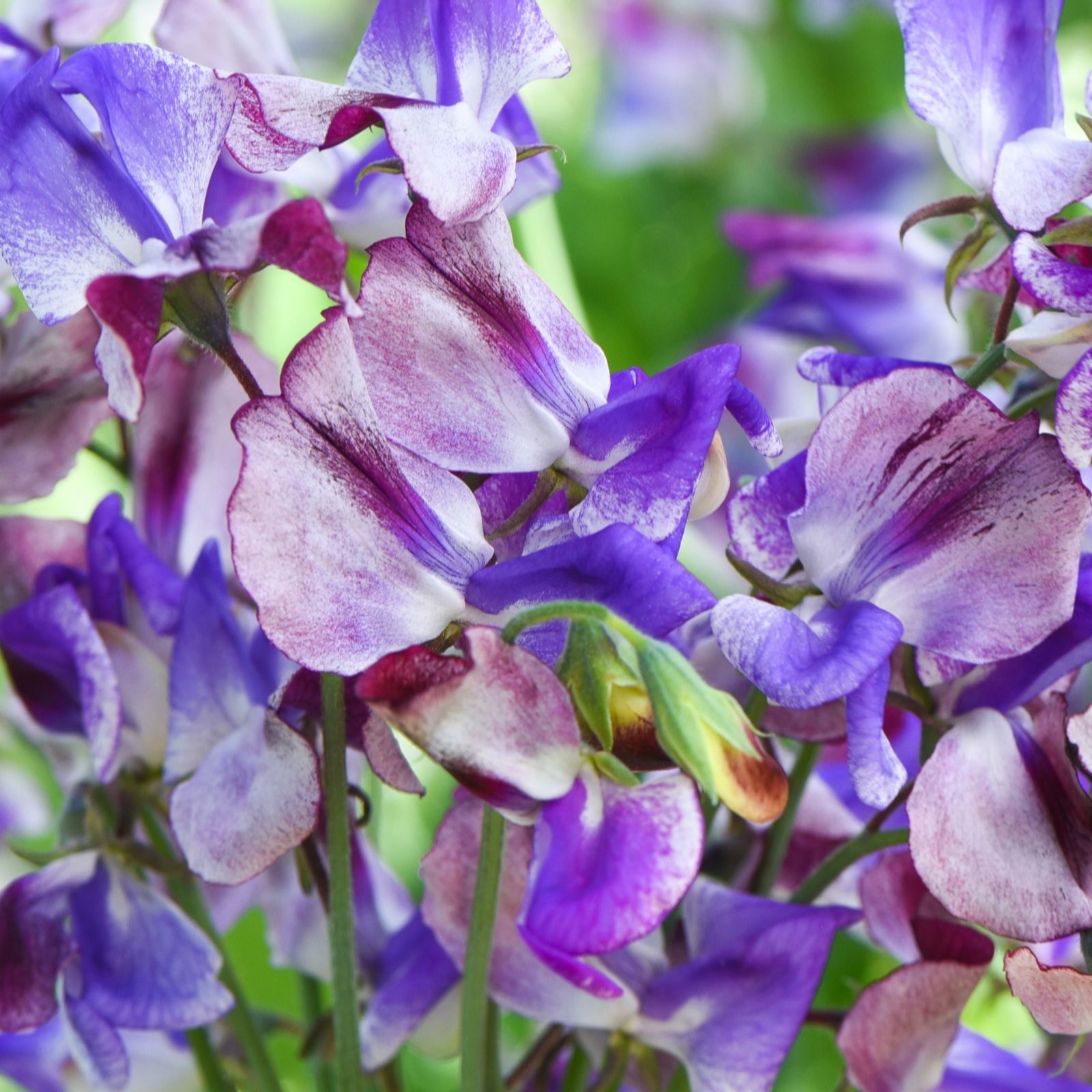 Vibrant clusters of purple and pink sweet pea flowers with delicate petals, showcasing a mix of colors and textures, set against a lush green background.