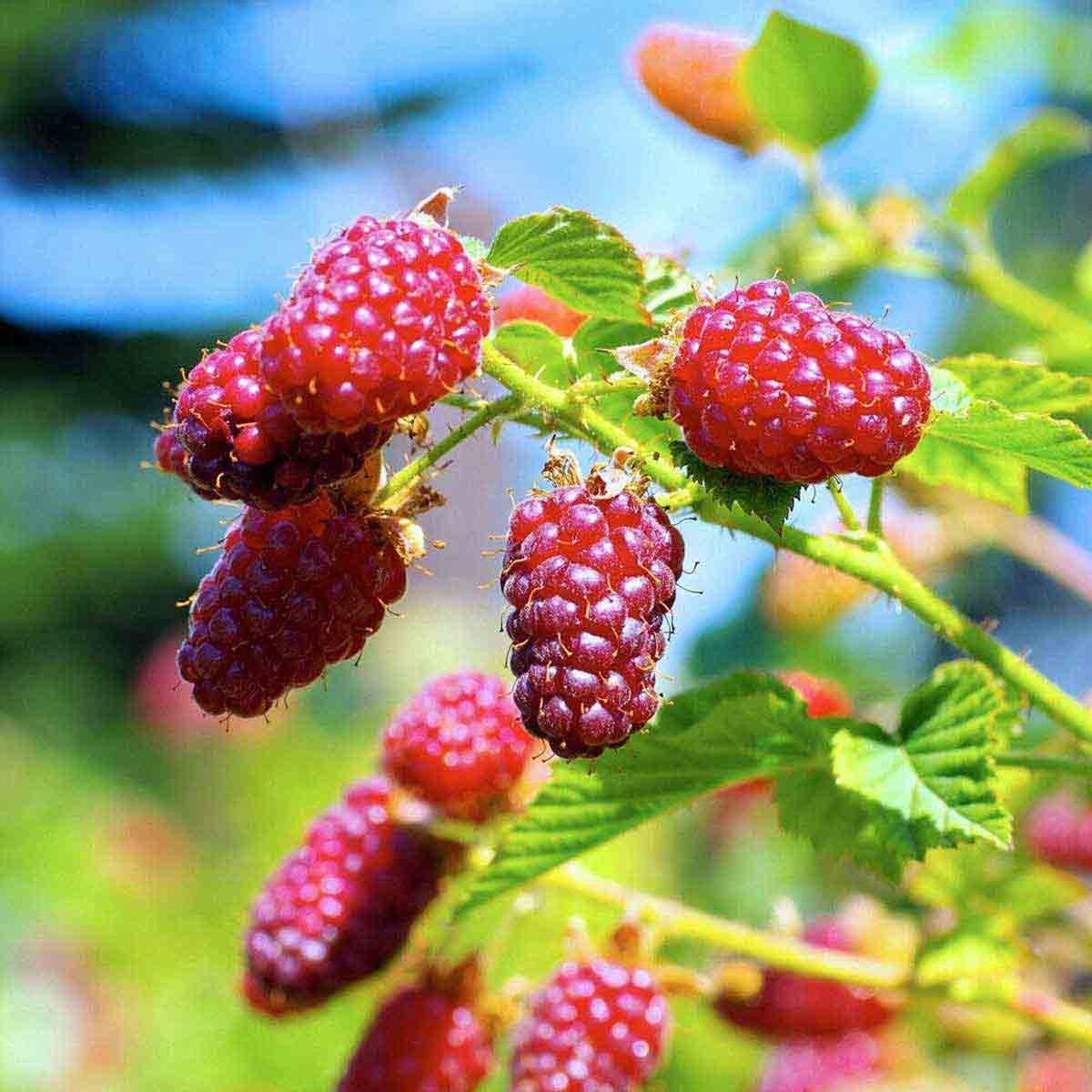 Potted Tayberry plant with vibrant red, plump berries and green leaves, displayed in a 9cm container, showcasing its lush, healthy appearance.