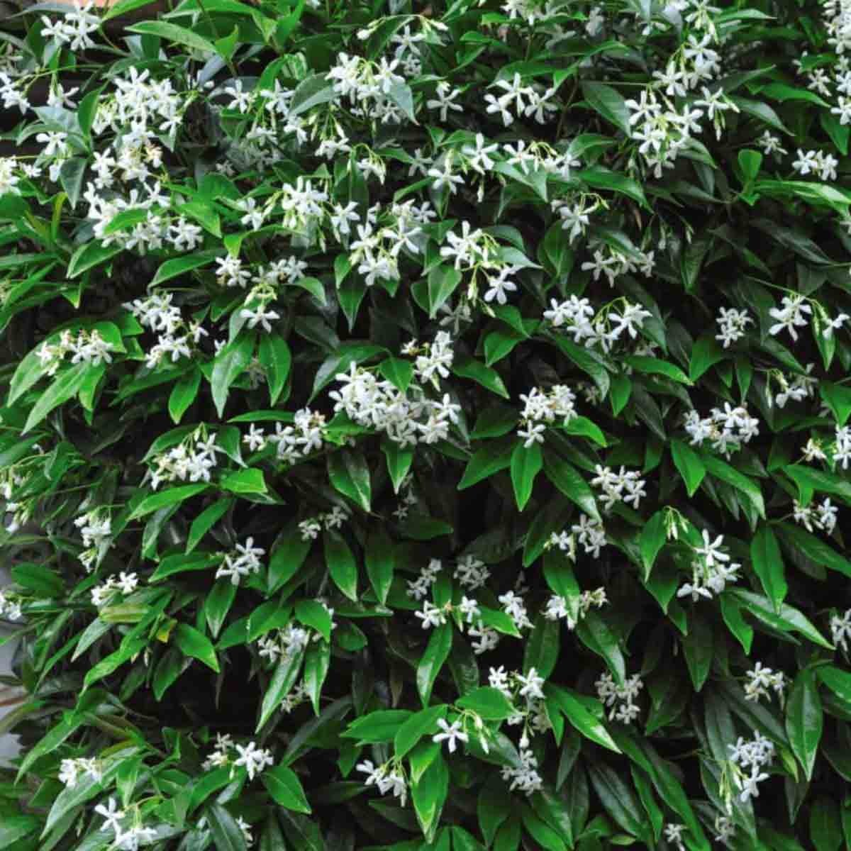 Potted Trachelospermum jasminoides plant featuring lush green leaves and clusters of small, fragrant white flowers, presented in a 2-litre container.