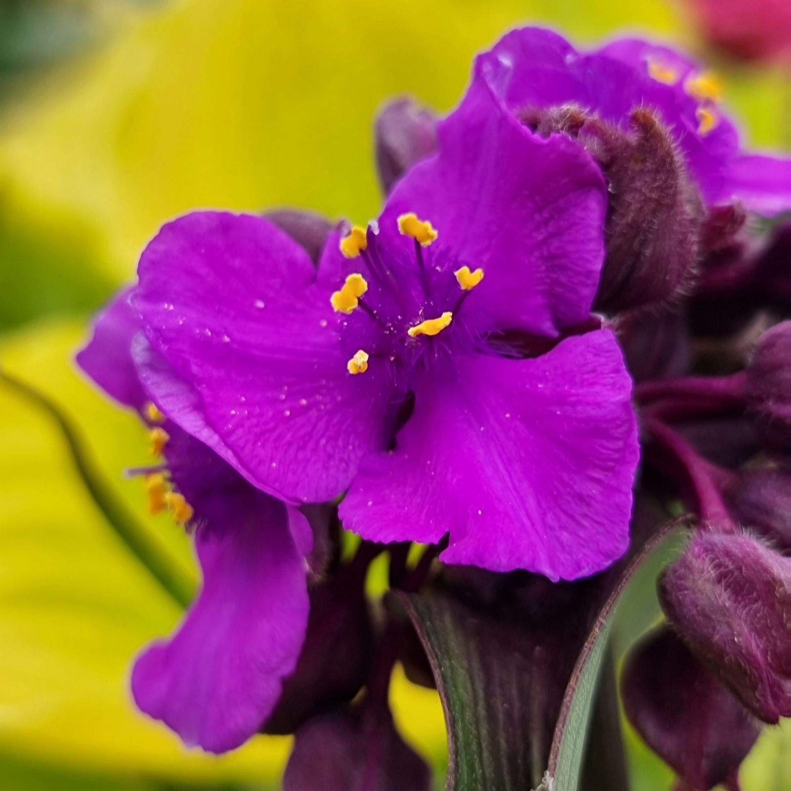 Vibrant purple Tradescantia flowers with yellow stamens, set against green foliage, in a 9cm pot, showcasing lush, colorful blooms.