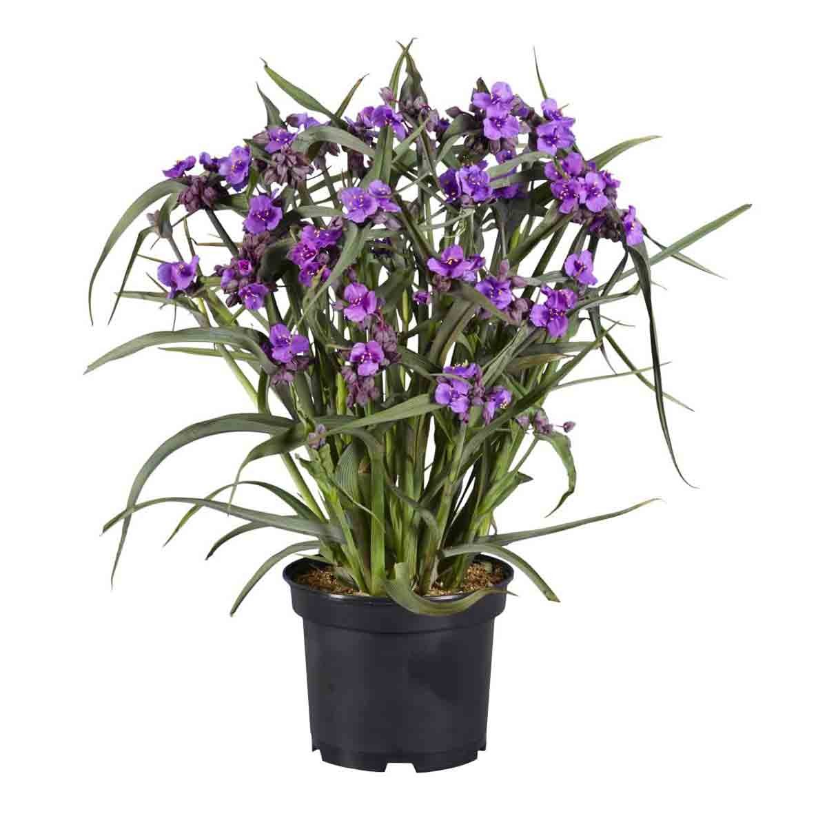 Purple-flowered Tradescantia Brain Storm plant in a black 9cm pot, featuring long green leaves and vibrant clusters of small purple blooms.
