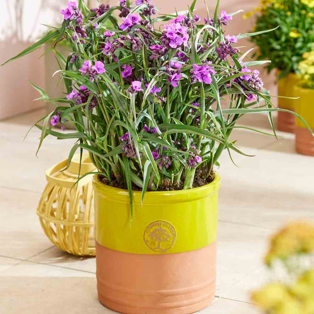 Potted Tradescantia Brain Storm plant featuring vibrant purple flowers and long green leaves, housed in a bright yellow and terracotta ceramic pot.