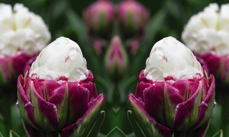 Five tulip bulbs in a vibrant purple and white color, showcasing a unique ice cream-like appearance with lush green foliage in the background.