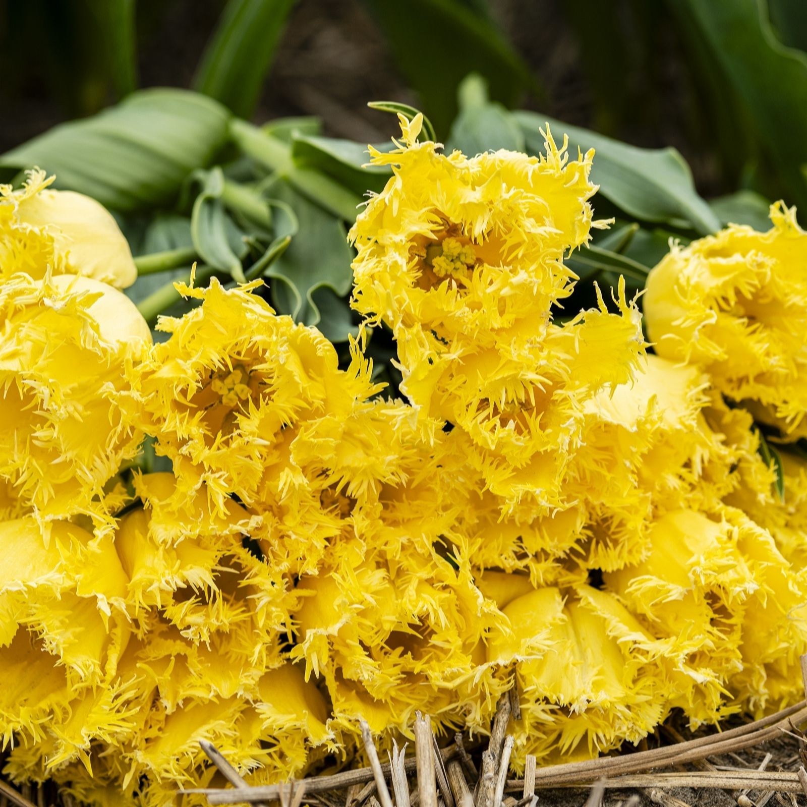 Bright yellow tulips with frilled edges, grouped together, showcasing vibrant petals and lush green leaves, set against a natural background.