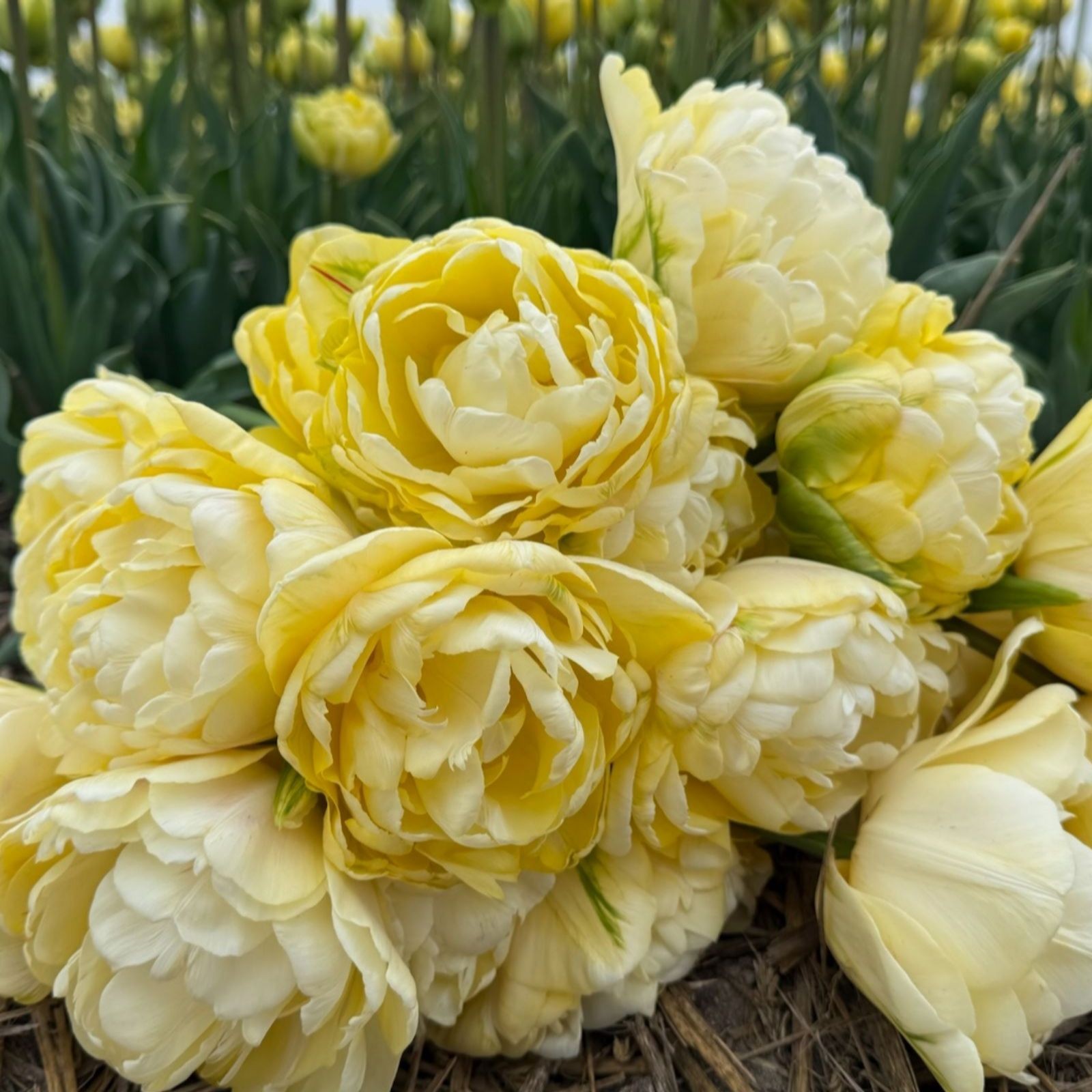 Yellow tulip bulbs with layered petals, showcasing a soft, romantic appearance, arranged in a cluster against a backdrop of green foliage.