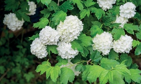 Two potted Viburnum Opulus Roseum plants with lush green leaves and large, round clusters of white flowers.