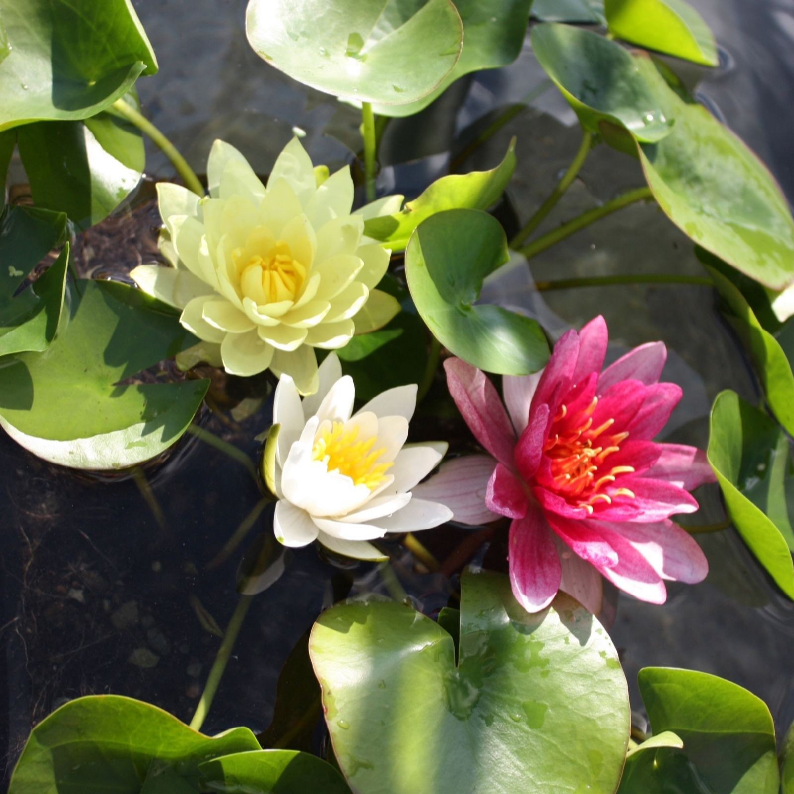 Three water lily plants in a pond: one yellow, one white, and one pink, surrounded by green lily pads, showcasing vibrant colors and natural beauty.
