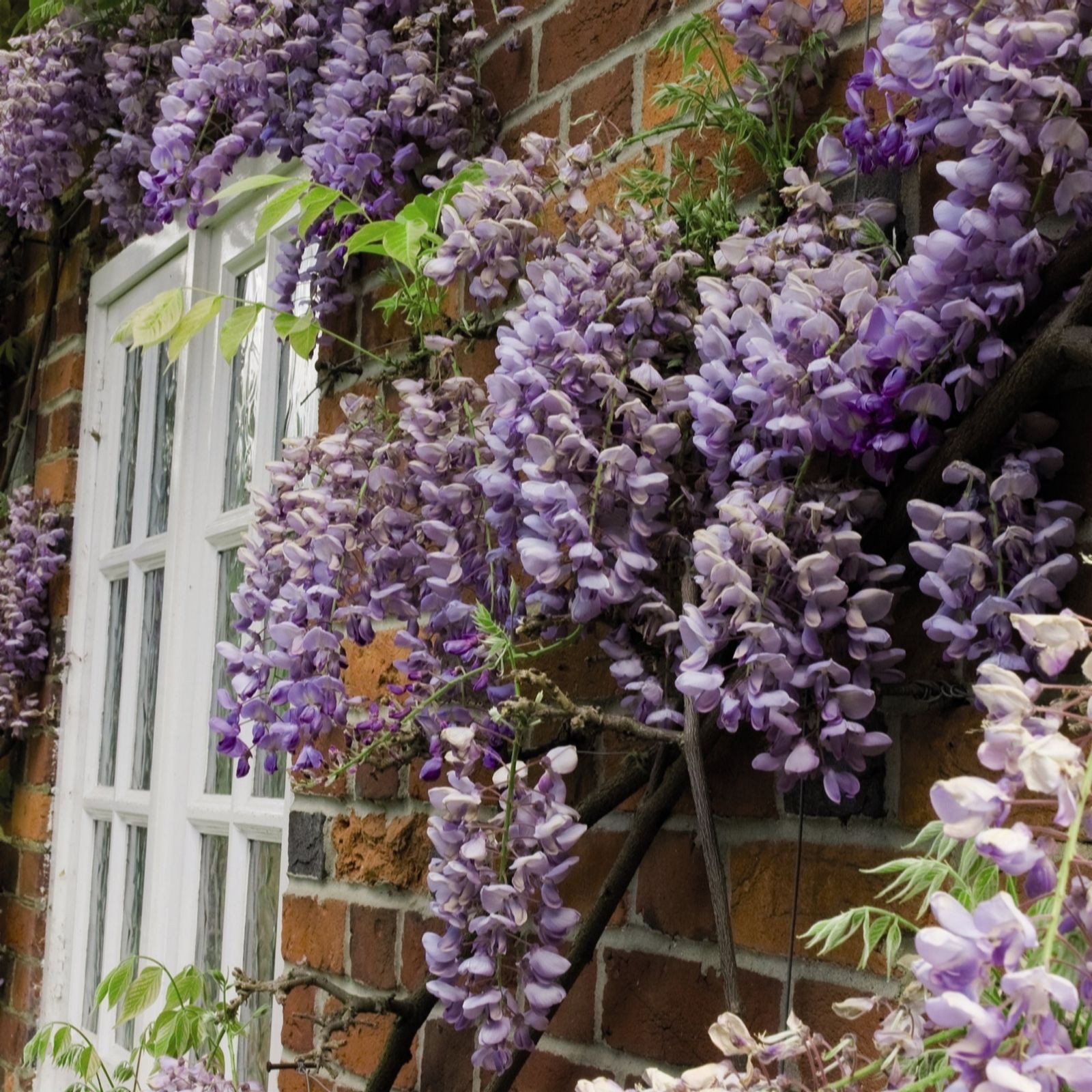 Two 9cm pots of Wisteria Sinensis with cascading clusters of purple flowers, set against a brick wall with a white window, showcasing vibrant green leaves.
