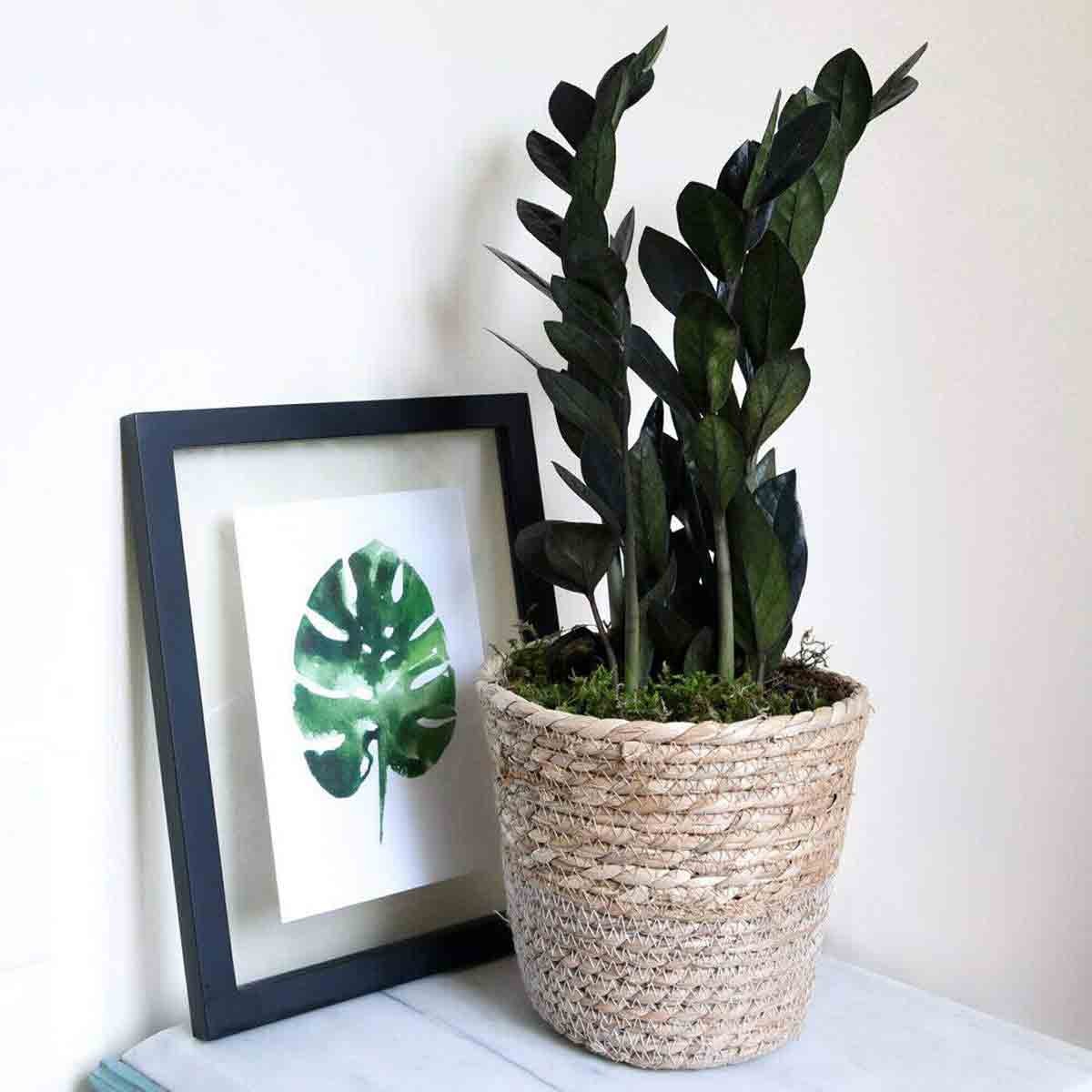 Zamioculcas Raven potted plant in a woven natural basket, featuring glossy dark green leaves, beside a framed green leaf illustration on a light surface.