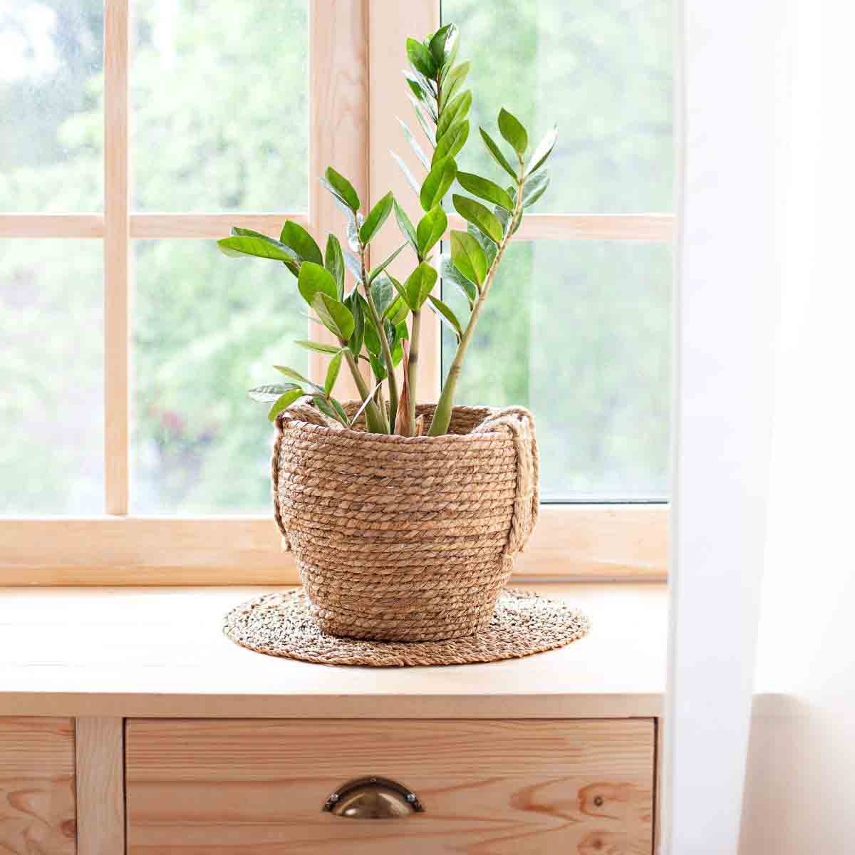Zamioculcas zamiifolia house plant in a woven natural fiber pot, with lush green leaves, placed on a round jute mat near a window with soft natural light.