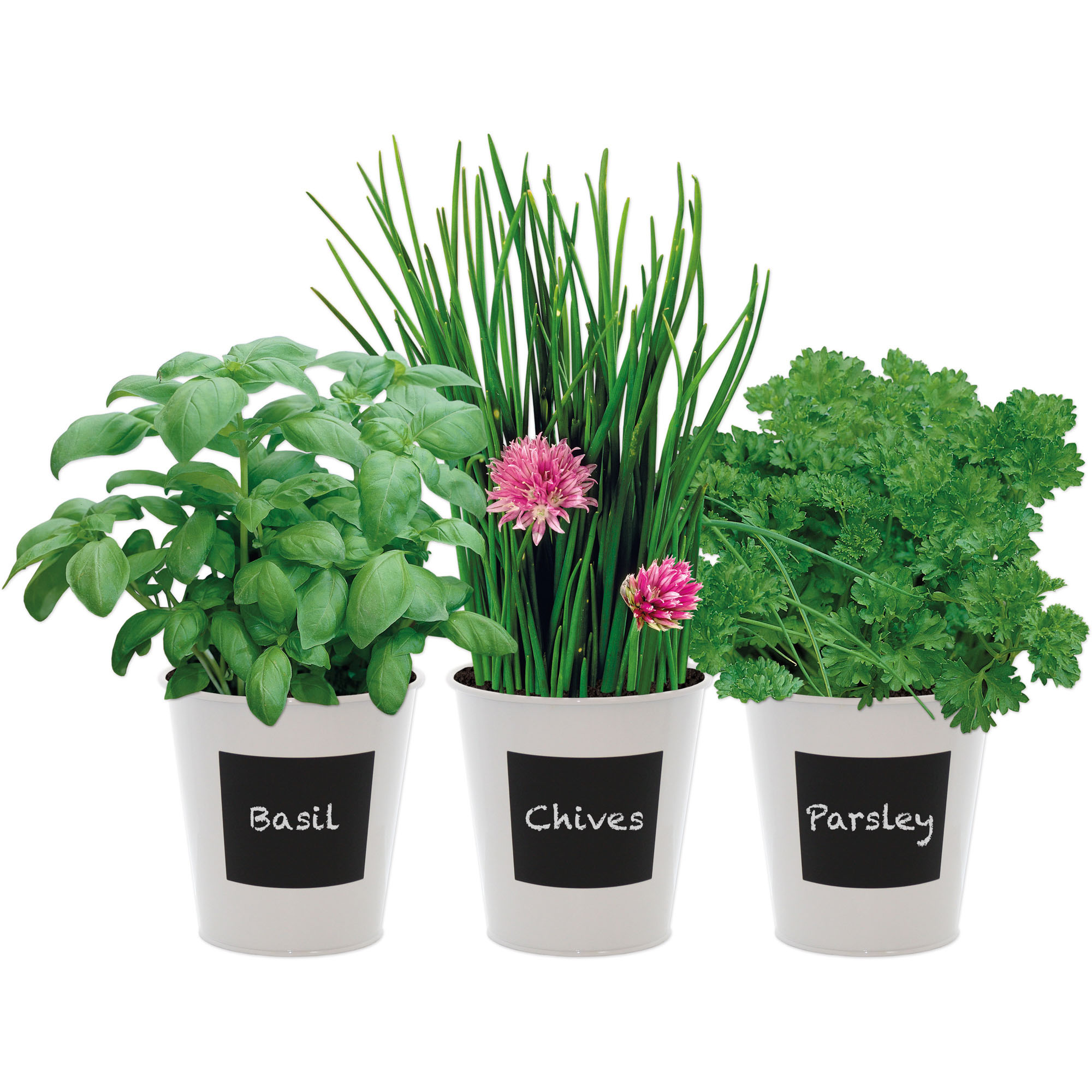 Three white pots with chalkboard labels, containing vibrant green basil, chives with pink flowers, and curly parsley, showcasing a fresh indoor herb garden.
