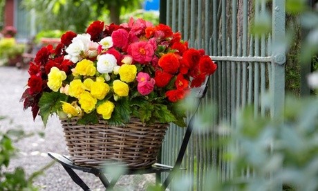 Vibrant basket of mixed begonias in red, pink, yellow, and white, featuring lush green leaves, displayed on a chair near a garden gate.
