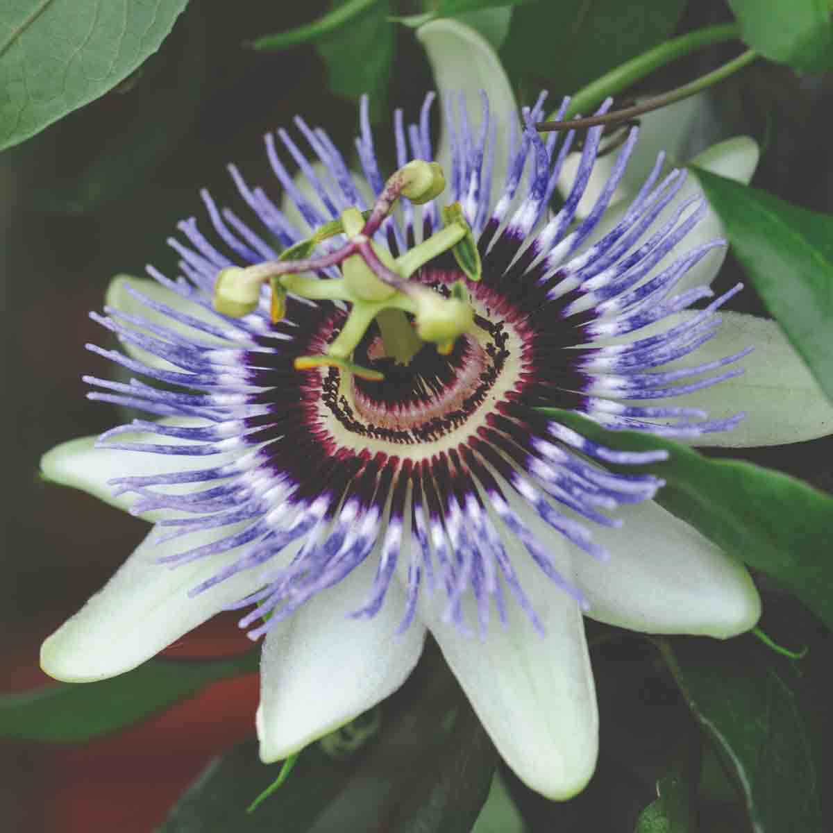 Thompson & Morgan Passiflora Caerulea in a 9cm green pot, featuring striking purple and white flowers with intricate, spiky petals and a dark center.