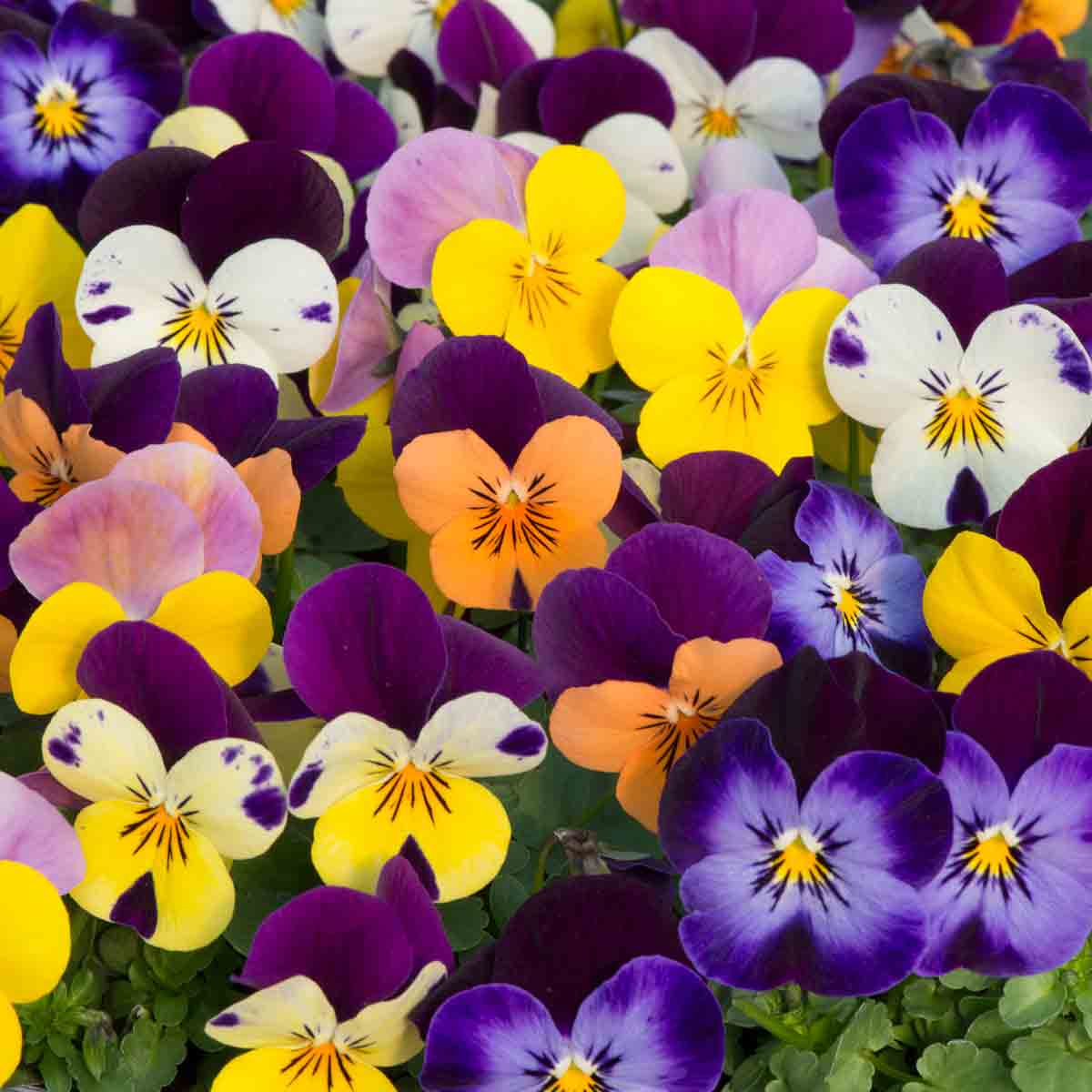 Vibrant mix of garden-ready Viola Sorbet 'Jump up' plants featuring purple, yellow, orange, and white flowers with distinctive dark centers, set against lush green foliage.