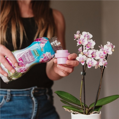 Westland Orchid Water Ready To Use Feed 720ml - image 4