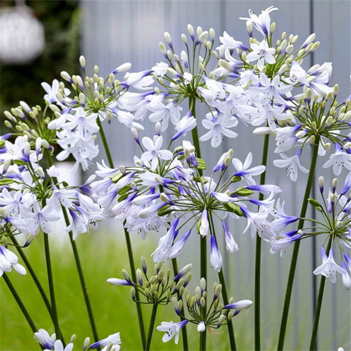 Three 9cm pots of YouGarden Agapanthus Fireworks featuring clusters of white flowers with purple accents on tall green stems, set against a blurred green background.