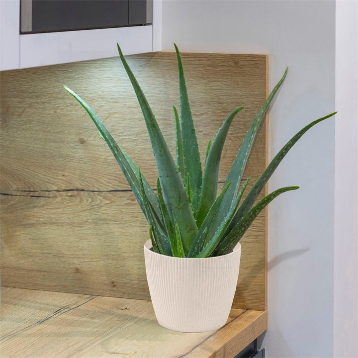 A tall Aloe Vera plant with vibrant green leaves in a textured cream-colored cover pot, placed on a wooden countertop.