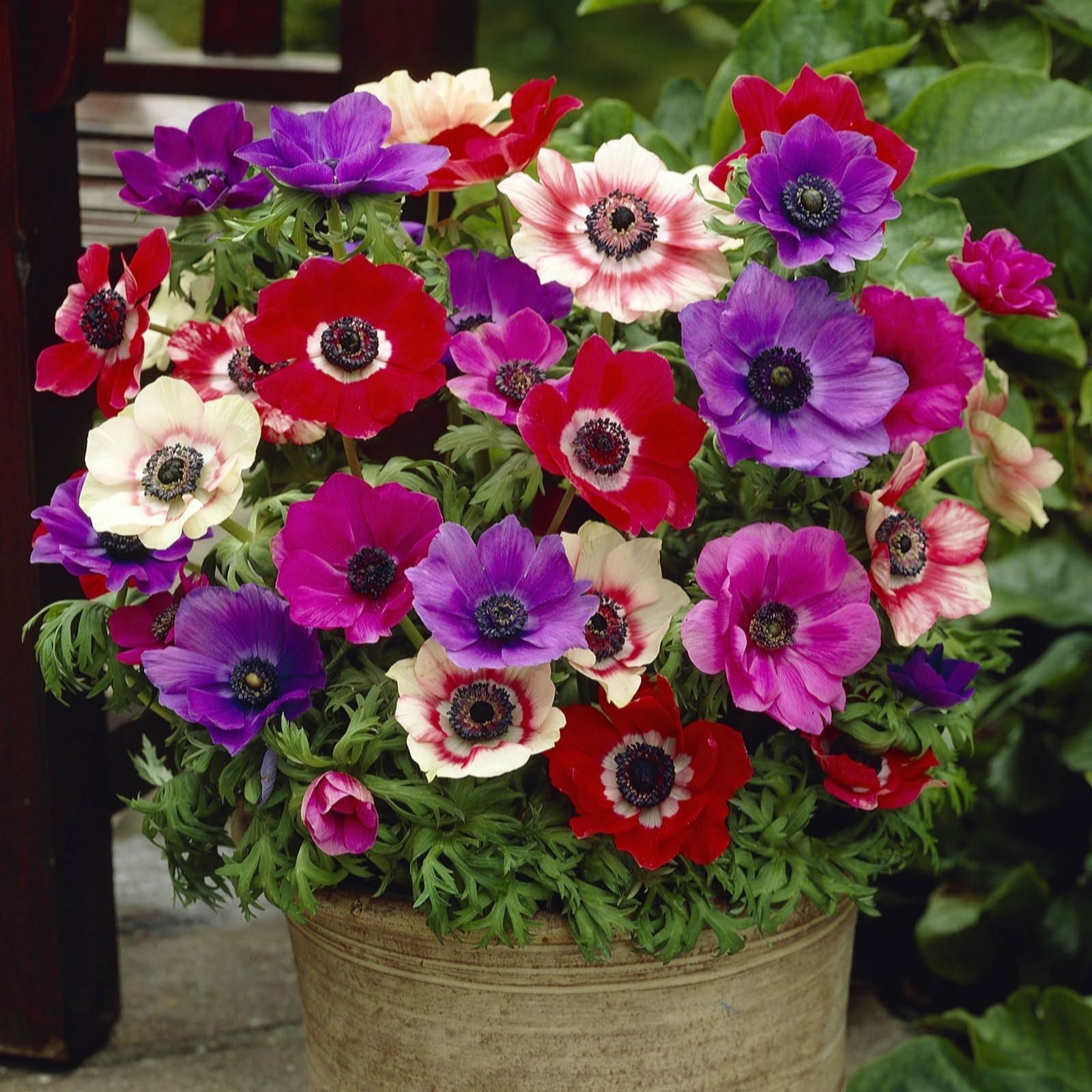 Vibrant arrangement of Anemone De Caen flowers in a pot, featuring red, purple, and white blooms with dark centers, surrounded by lush green foliage.