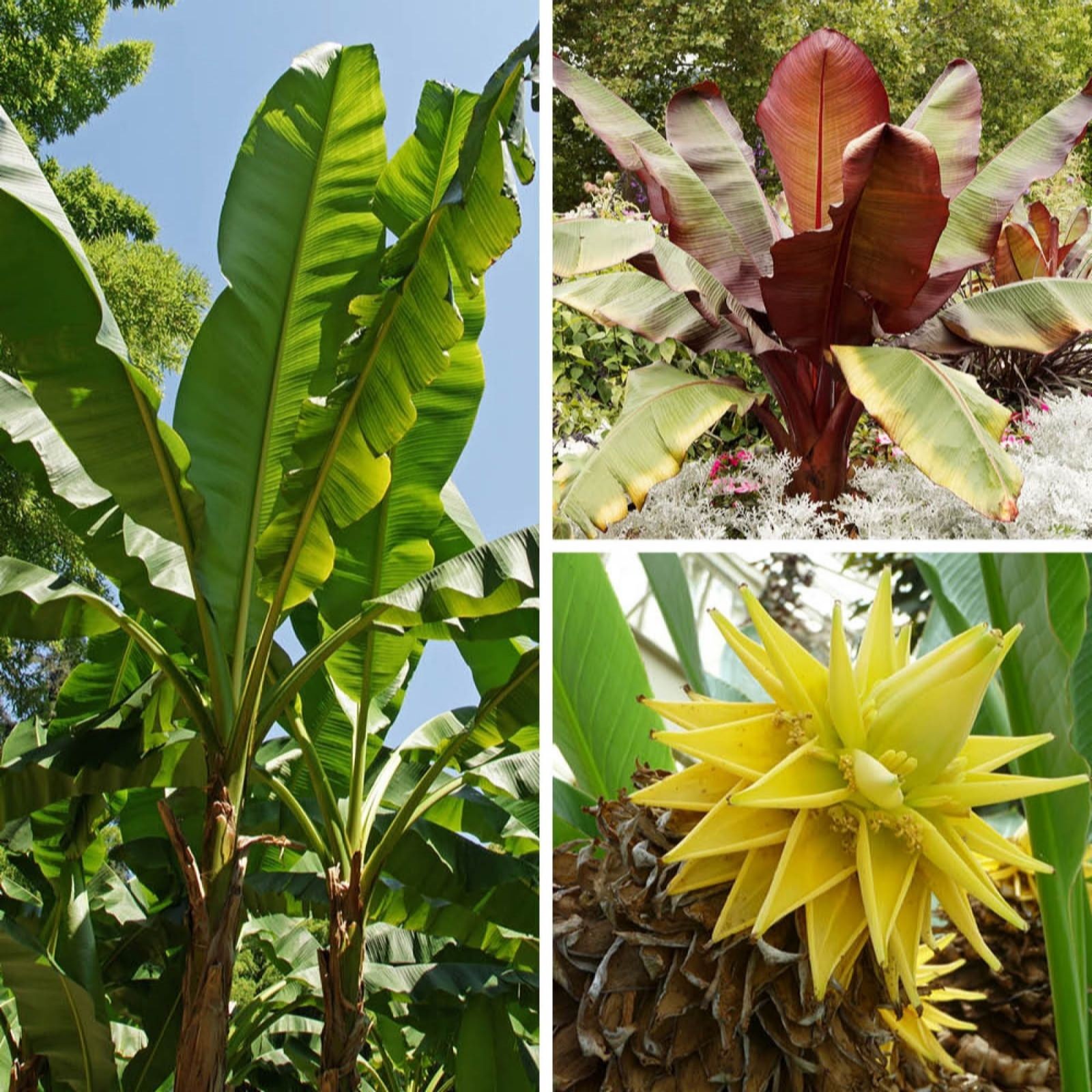 Architectural Banana Plant Collection featuring three varieties with large green and burgundy leaves, a vibrant yellow flower, and a textured brown trunk, set against a clear blue sky.