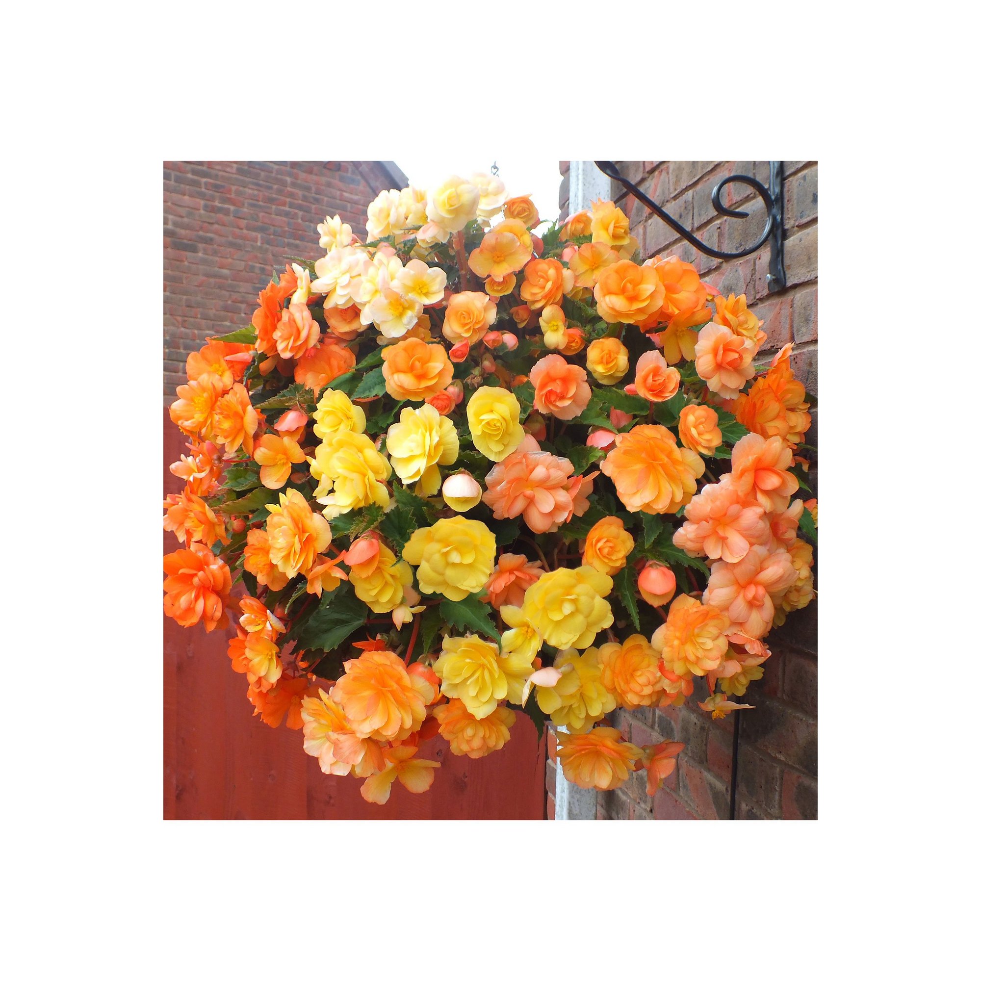 Trailing begonia plant in vibrant apricot, orange, and yellow shades, featuring lush, full blooms cascading from a hanging basket against a brick wall.