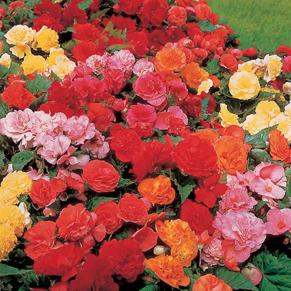 Vibrant mixed colours of Begonia flowers in shades of red, pink, orange, and yellow, flourishing in lush green foliage.