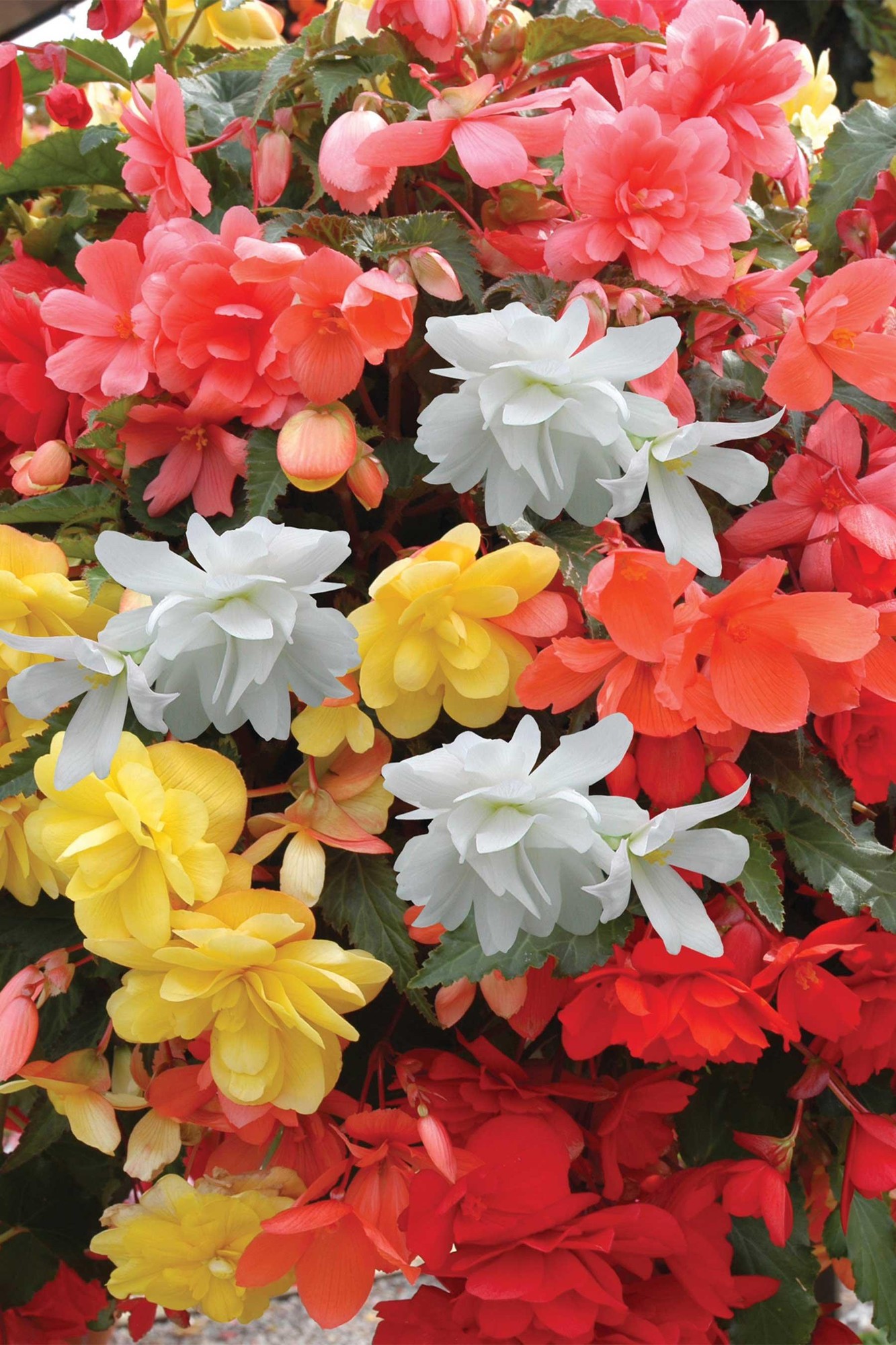Vibrant mix of Begonia 'Super Cascade' flowers in red, yellow, orange, and white, showcasing lush petals and green foliage, ideal for colorful garden displays.