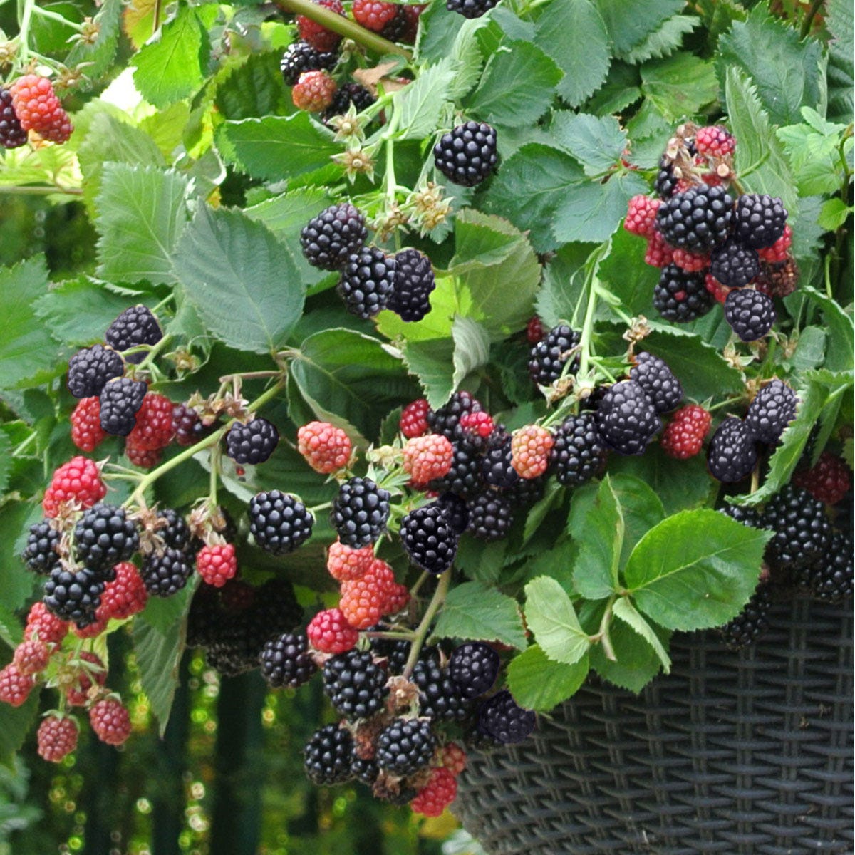 Three 9cm pots of YouGarden Blackberry 'Cascade' featuring lush green leaves and clusters of ripe black and red berries, ideal for home gardening.