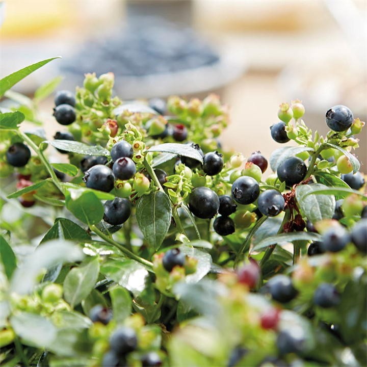 Three 10.5cm pots of YouGarden Vaccinium Blueberry Berrybux, featuring lush green leaves and clusters of dark blue berries ready for harvest.