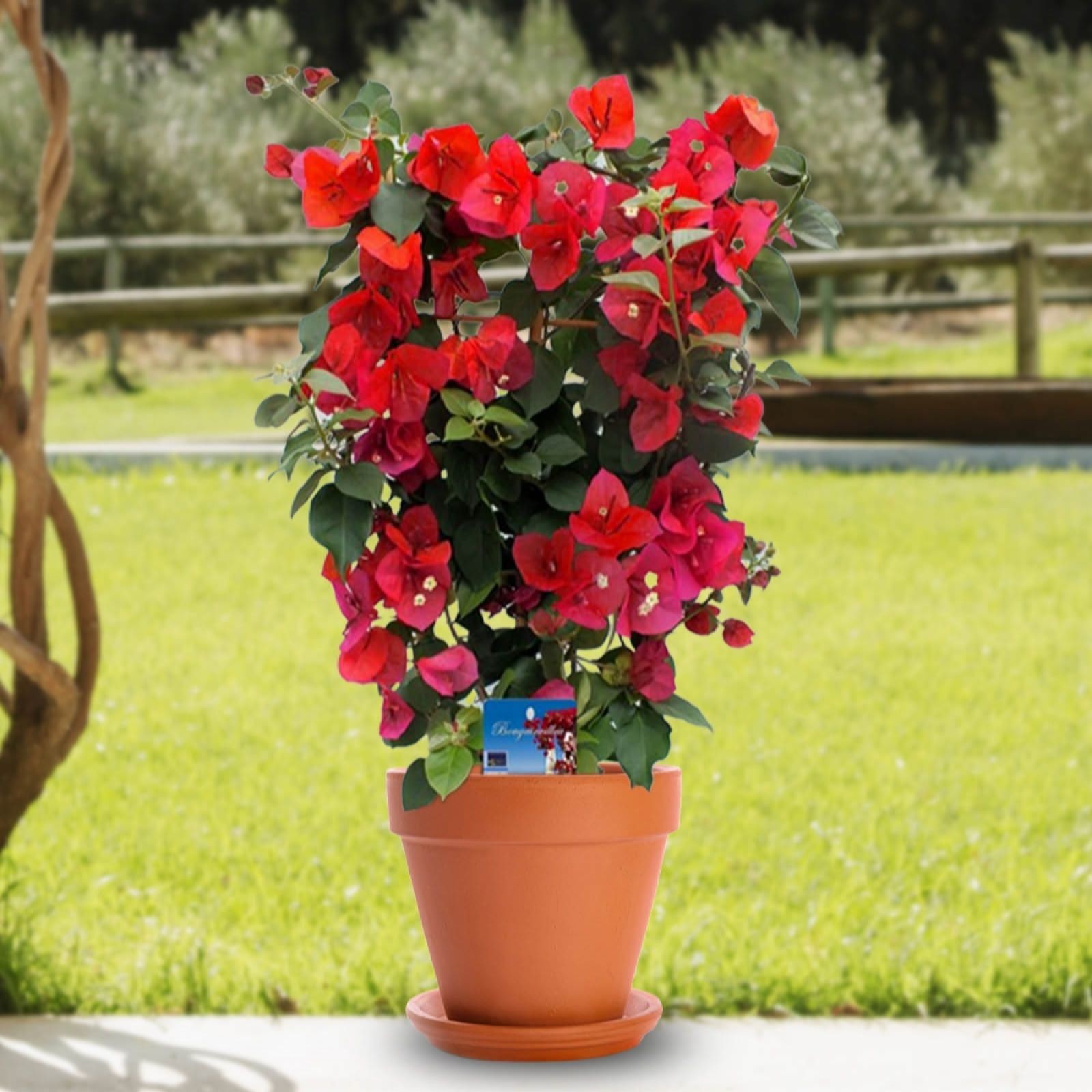 Vibrant red bougainvillea blooms cascade from a green trellis in a 17cm terracotta pot, set against a lush green garden backdrop.