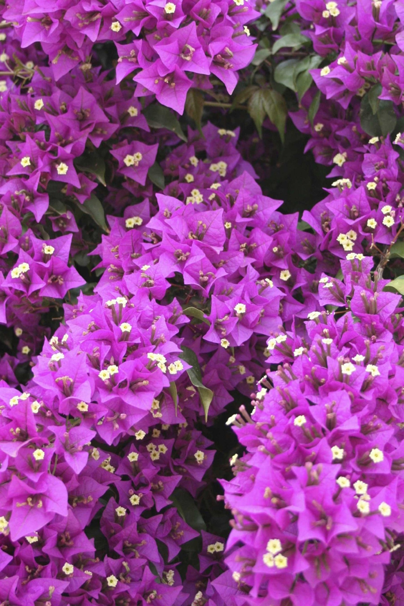 Vibrant pink bougainvillea flowers densely clustered with small white blooms, set against lush green foliage, showcasing a tall, pillar-like growth.