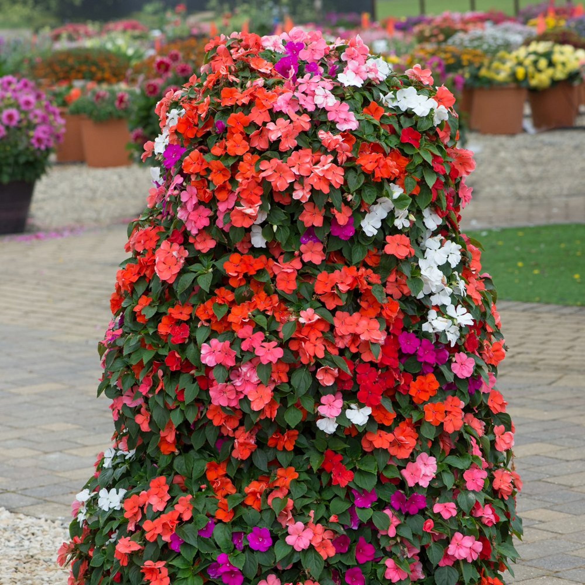 Vibrant display of YouGarden Busy Lizzie 'Beacon' plug plants in red, pink, and white, densely packed and cascading from a decorative mound in a garden setting.