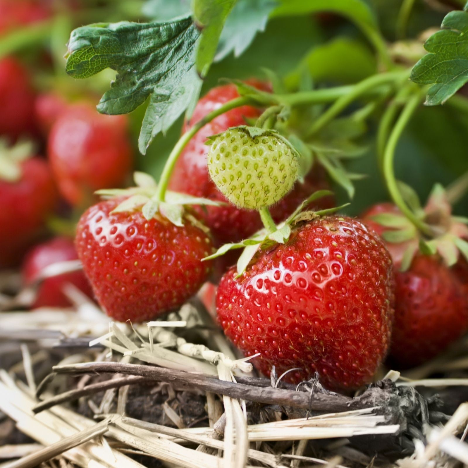 Bright red strawberries with green leaves and a small unripe berry, nestled in straw mulch, showcasing the YouGarden Strawberry Cambridge Favourite Runners.
