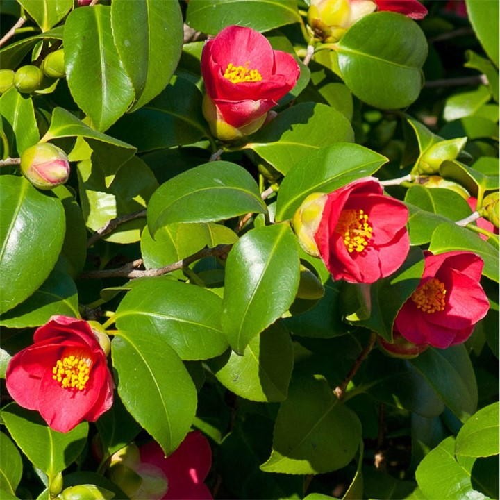 Vibrant red camellia flowers with yellow stamens bloom among glossy green leaves in a lush arrangement, showcasing the YouGarden Camellia Vernalis 'Yuletide' plant.