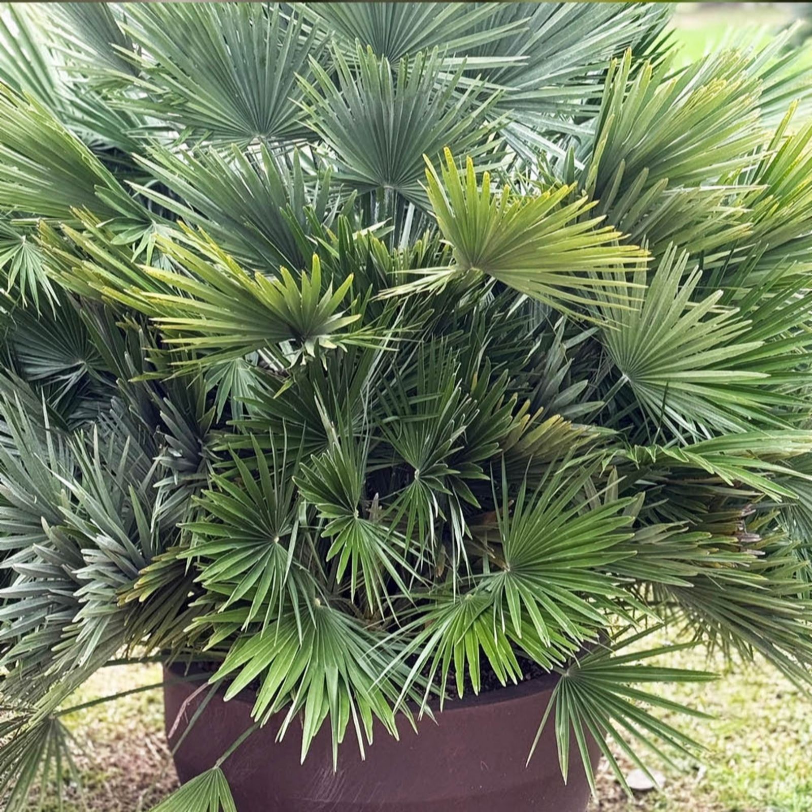 Volcano Palm in a 22cm brown pot, featuring lush green fan-shaped leaves with a compact growth habit, ideal for indoor or outdoor decoration.