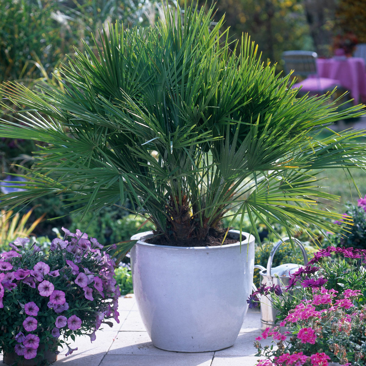 Hardy Fan Palm in a 20cm white pot, featuring lush green fan-shaped leaves, surrounded by vibrant pink and purple flowers in a garden setting.