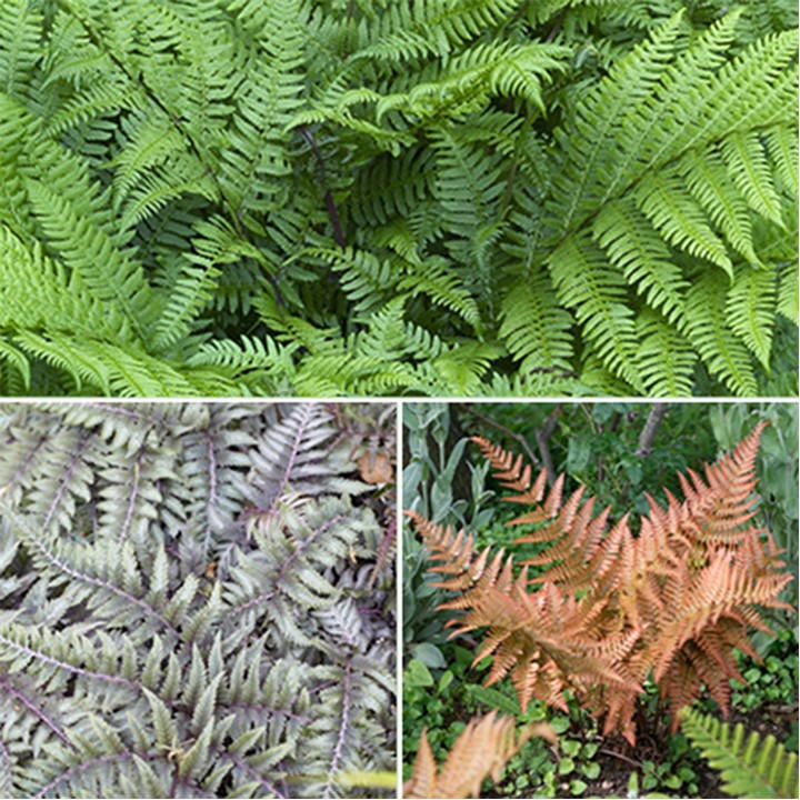 Three varieties of hardy ferns in vibrant green, purple, and brown hues, showcasing intricate fronds and textures, presented in 9cm pots.
