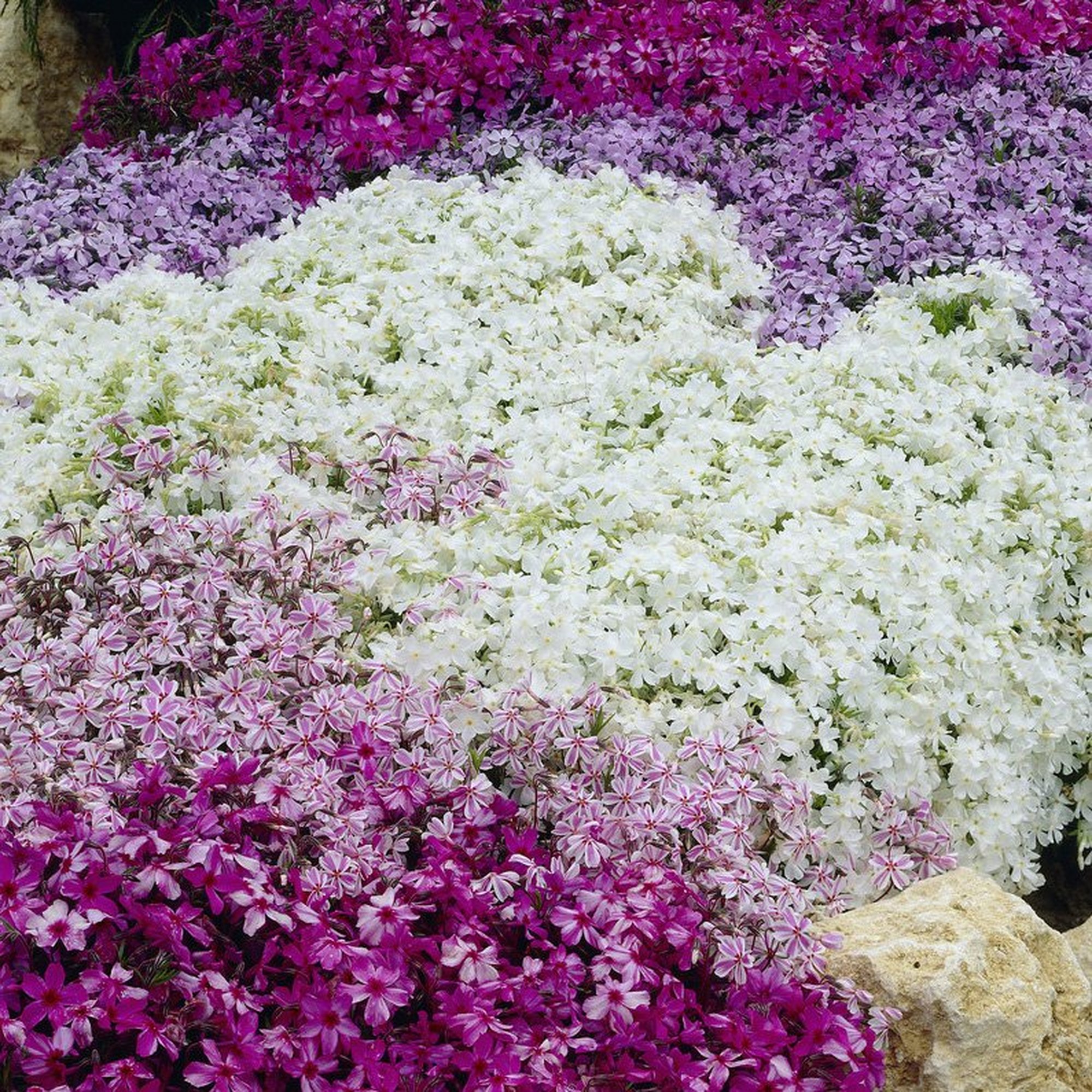 Creeping phlox collection featuring vibrant clusters of purple, pink, and white flowers, with lush green foliage and rocky garden background.