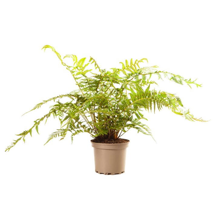 Tree fern with lush green fronds, potted in a light brown plastic container, showcasing vibrant foliage ideal for indoor or outdoor settings.