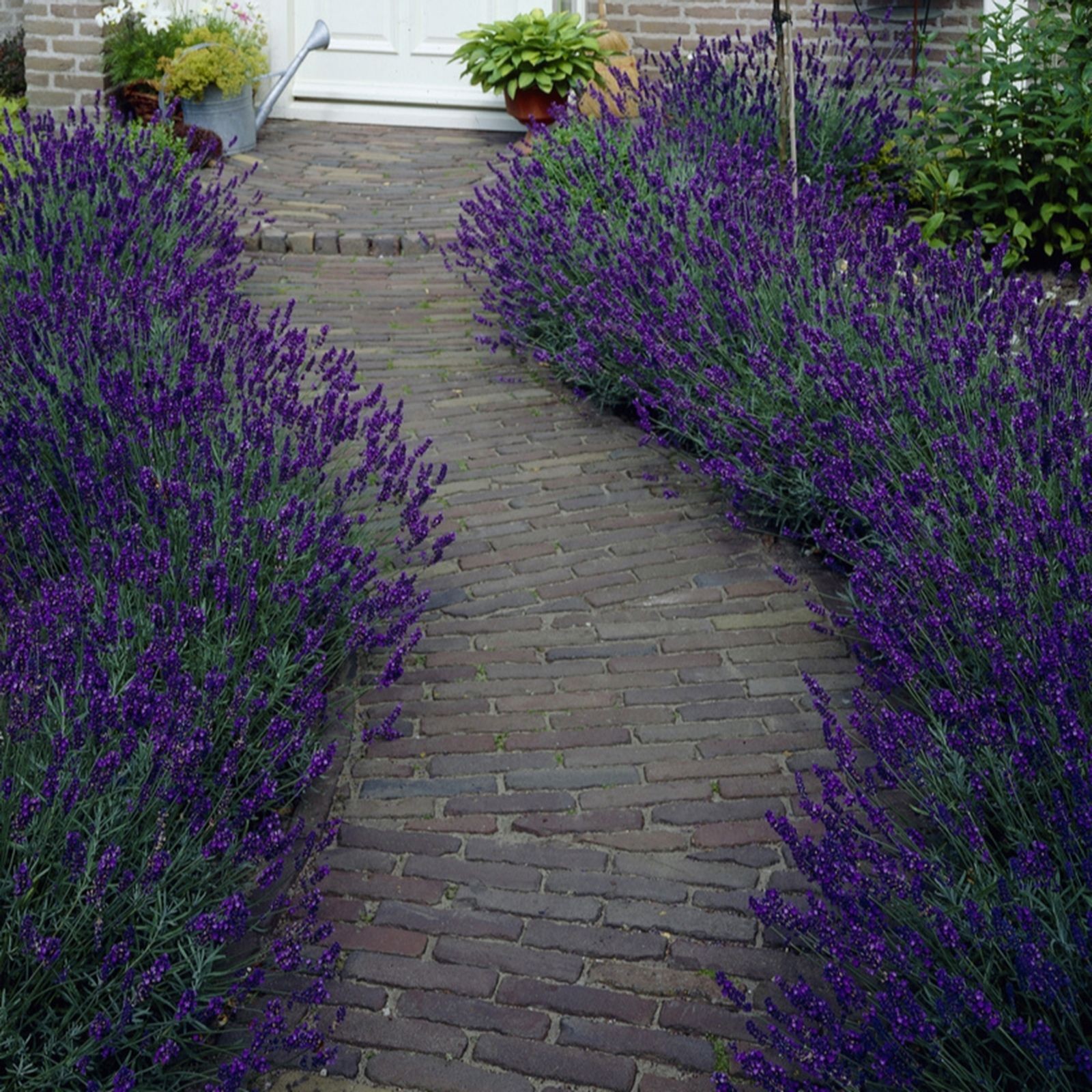 Lavender Hidcote plants in 9cm pots, featuring vibrant purple flowers and green foliage, arranged along a brick pathway leading to a doorway.