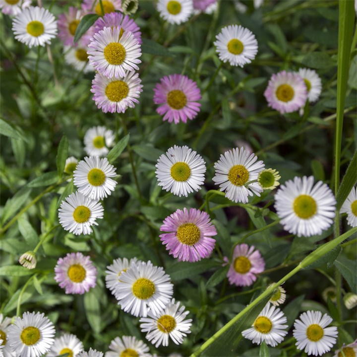 Three 9cm pots of YouGarden Mexican Fleabane featuring vibrant white and pink daisy-like flowers with yellow centers, surrounded by lush green foliage.