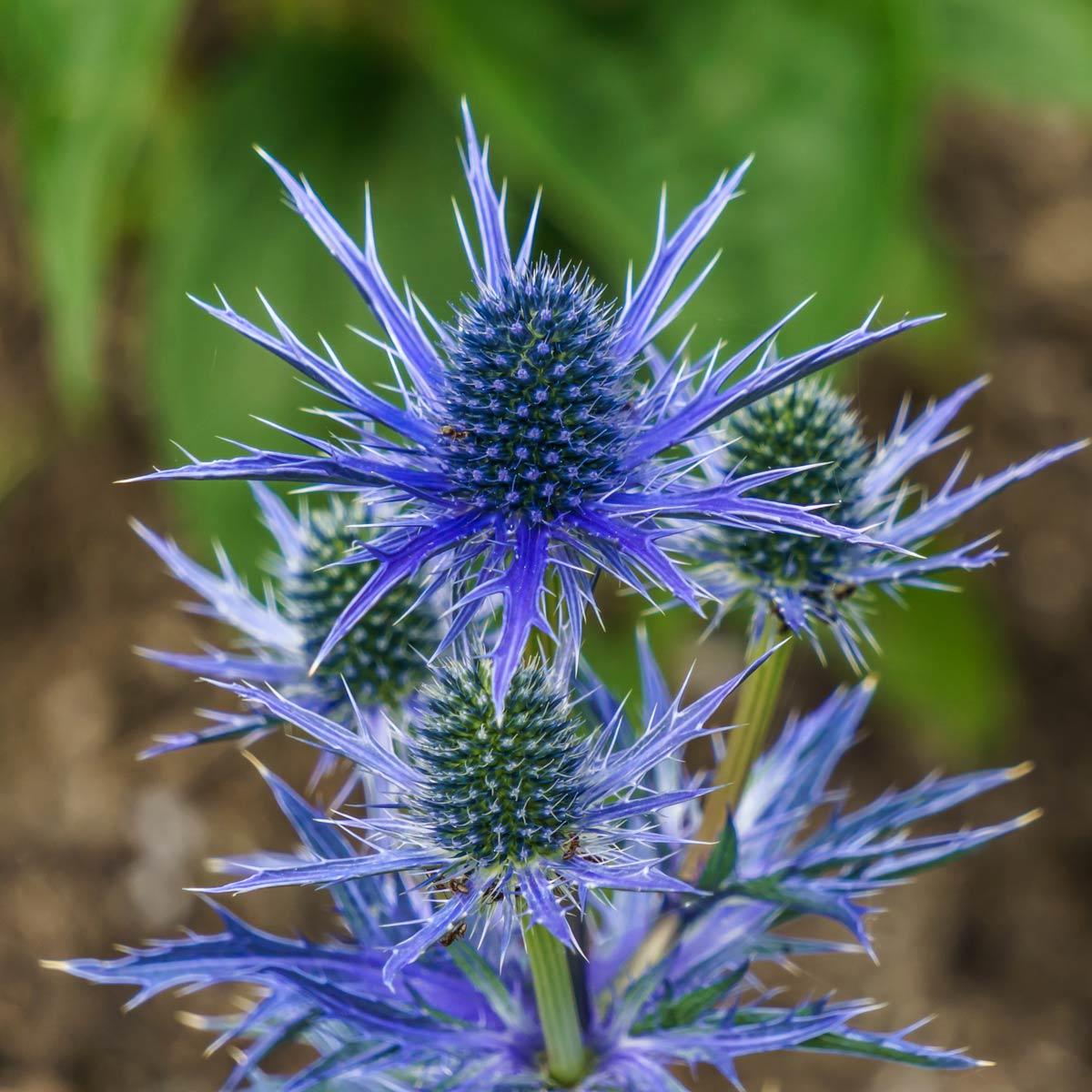 Three vibrant blue Eryngium plants in 9cm pots, featuring spiky, thistle-like flowers with a deep blue center and silvery-green foliage, set against a blurred green background.