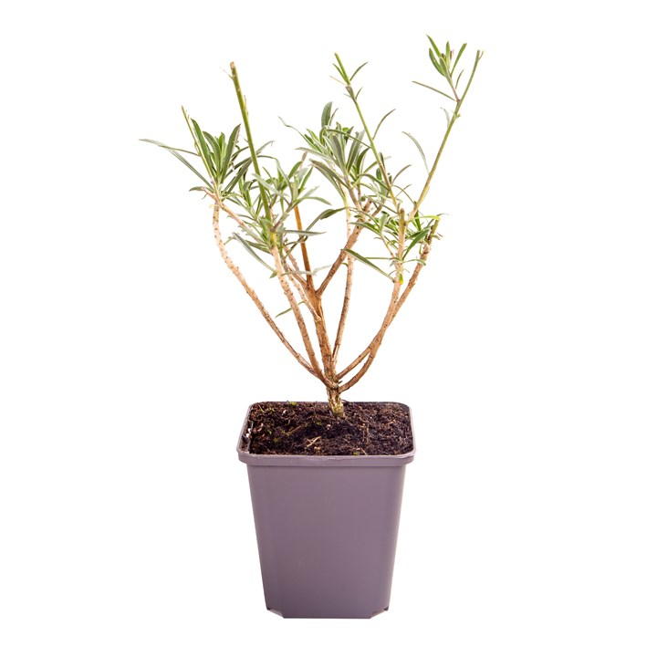 Erysimum 'Bowles Mauve' plant in a 9cm grey plastic pot, featuring slender green stems and small, narrow leaves, ideal for vibrant garden displays.
