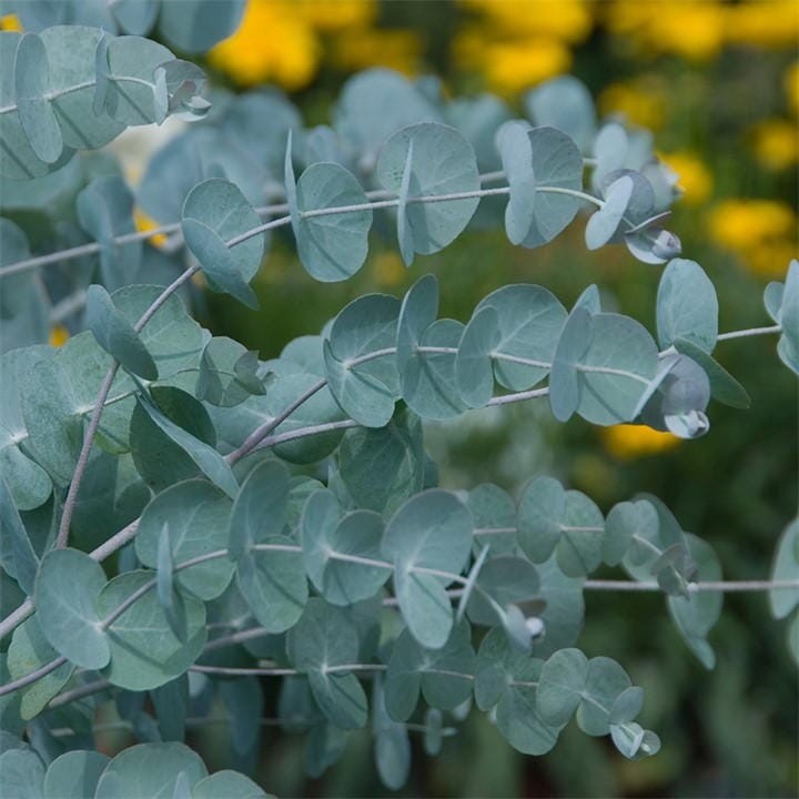 Eucalyptus Cinerea features silvery-green, rounded leaves in a 24cm pot, set against a blurred background of vibrant yellow flowers.