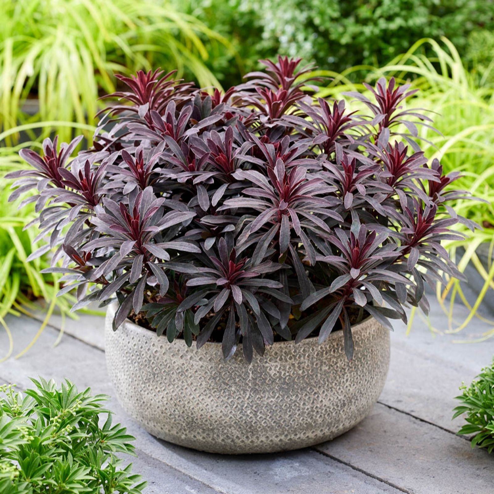Euphorbia Miner's Merlot in a textured silver pot, featuring deep burgundy leaves and vibrant green foliage in the background, showcasing a lush, decorative plant arrangement.