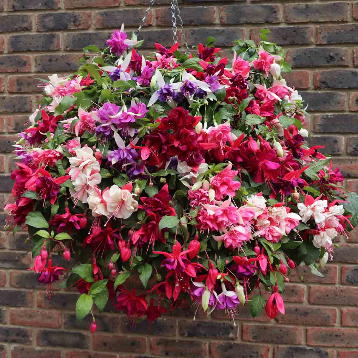 Vibrant hanging basket filled with a mix of jumbo flowered fuchsias in shades of pink, purple, and white, surrounded by lush green leaves against a brick wall backdrop.